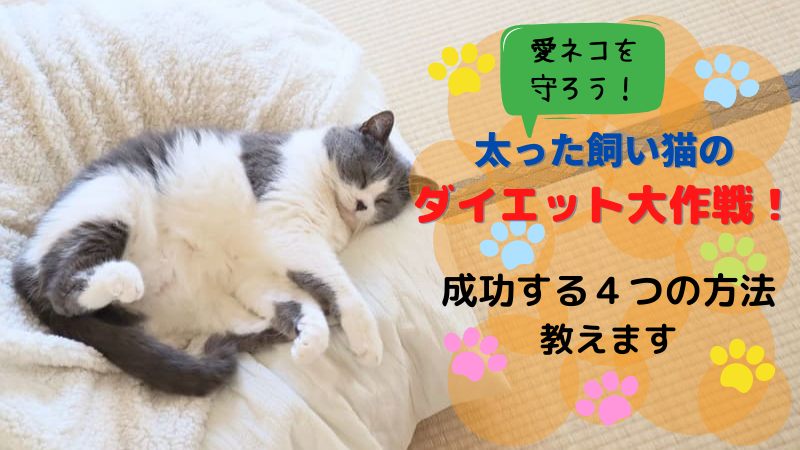 太った飼い猫のダイエット大作戦 成功する４つの方法教えます ボードゲームなタイムズ