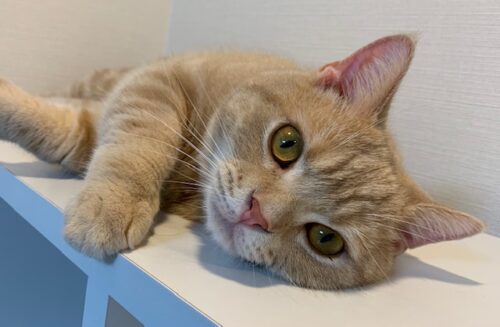 猫が暑い時の５つのサインと３つの対処法 飼い主さん気付いてにゃ ボードゲームなタイムズ